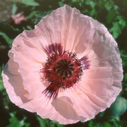 papaver orientale karine